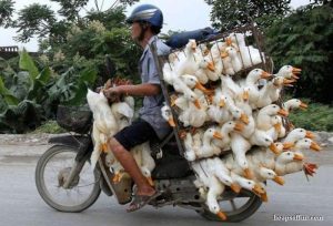funny_motorcycle_load_poultry_m1008-min